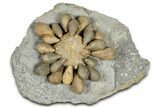 Jurassic Club Urchin (Asterocidaris) - Boulemane, Morocco #366890-1